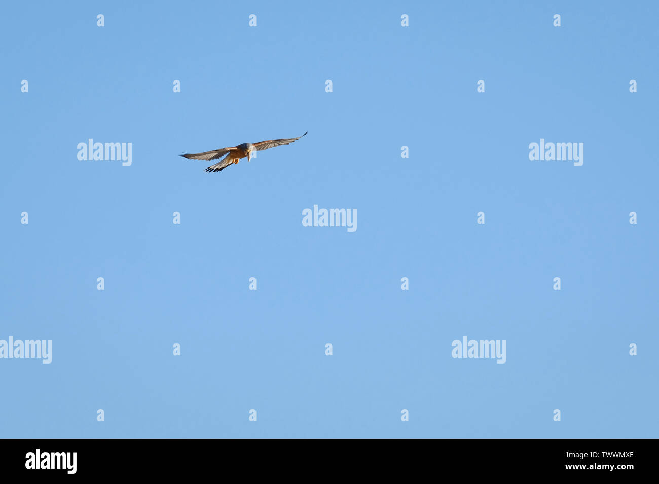 Faucon crécerellette (Falco naumanni) mâle adulte planant avec des proies. L'Estrémadure. L'Espagne. Banque D'Images