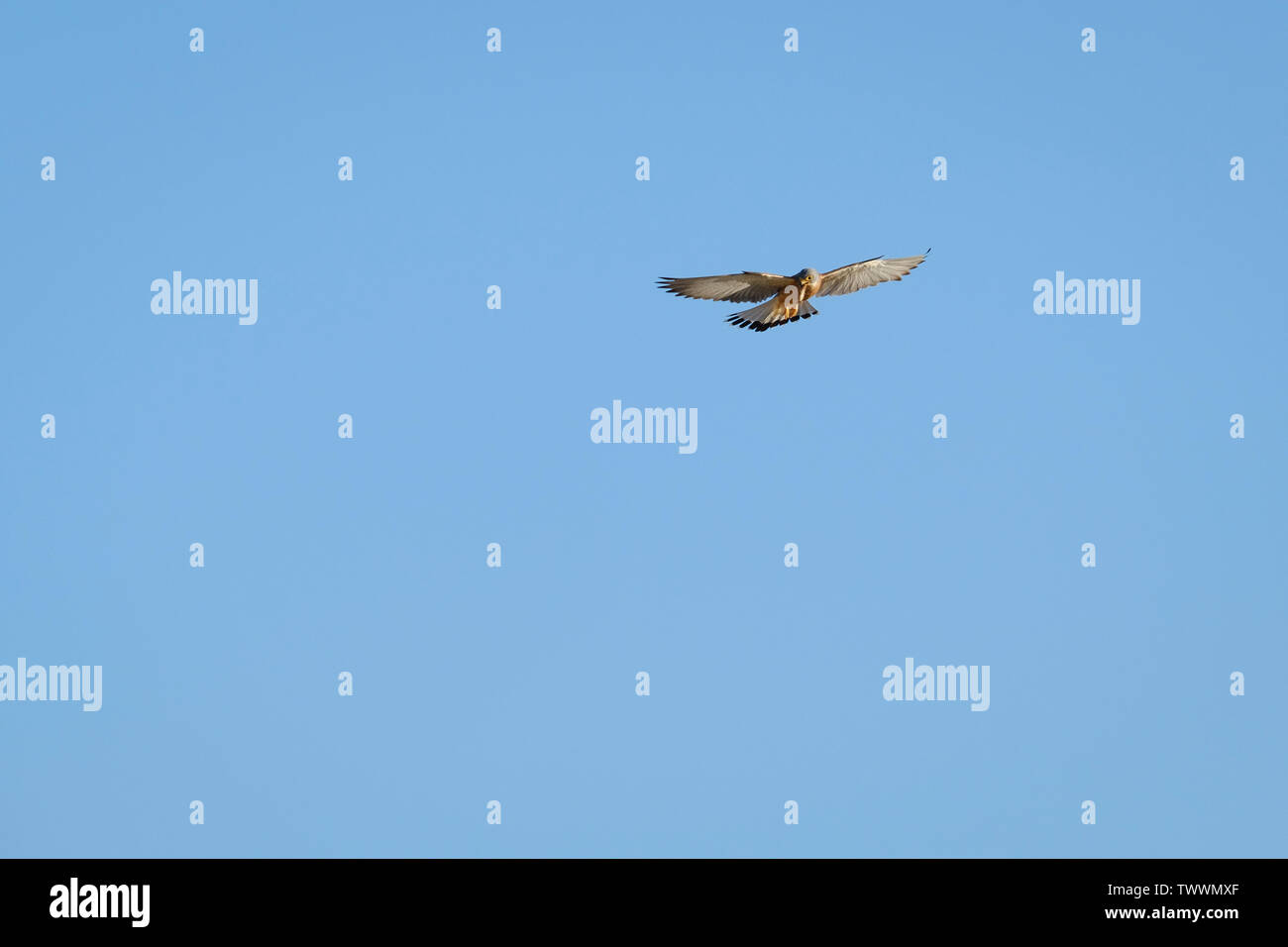 Faucon crécerellette (Falco naumanni) mâle adulte planant avec des proies. L'Estrémadure. L'Espagne. Banque D'Images