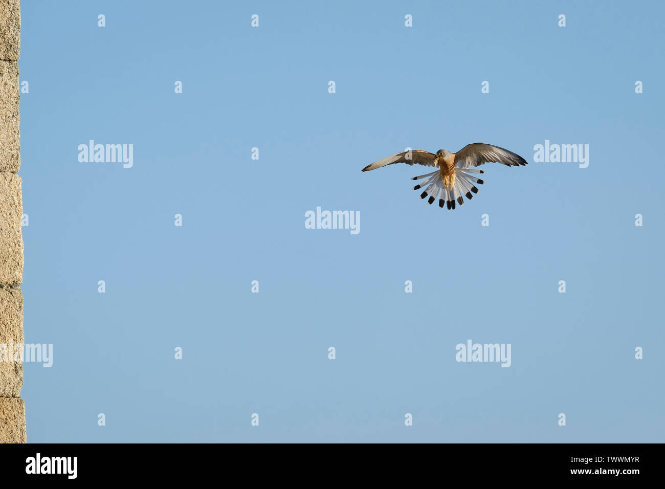 Faucon crécerellette (Falco naumanni) mâle adulte planant avec des proies. L'Estrémadure. L'Espagne. Banque D'Images