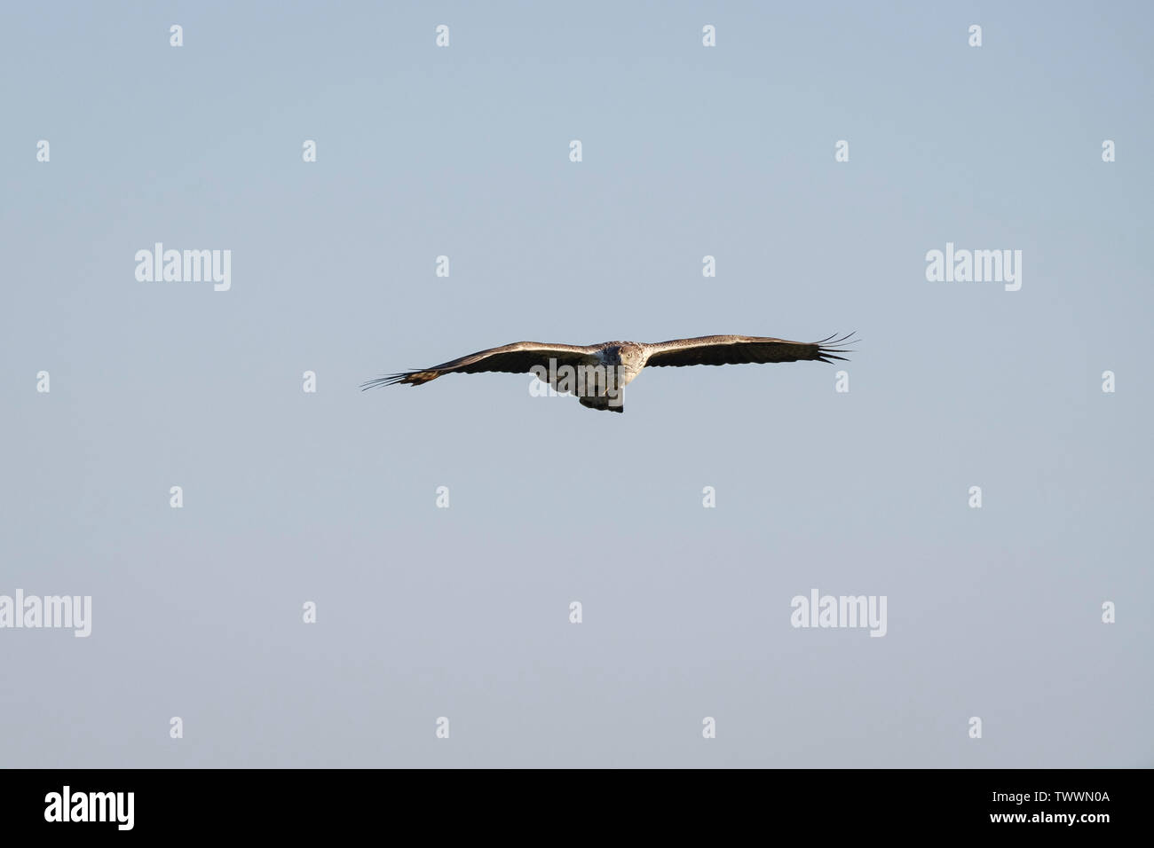 Aigle de Bonelli (Aquila fasciata) mâle adulte en vol. L'Estrémadure. L'Espagne. Banque D'Images