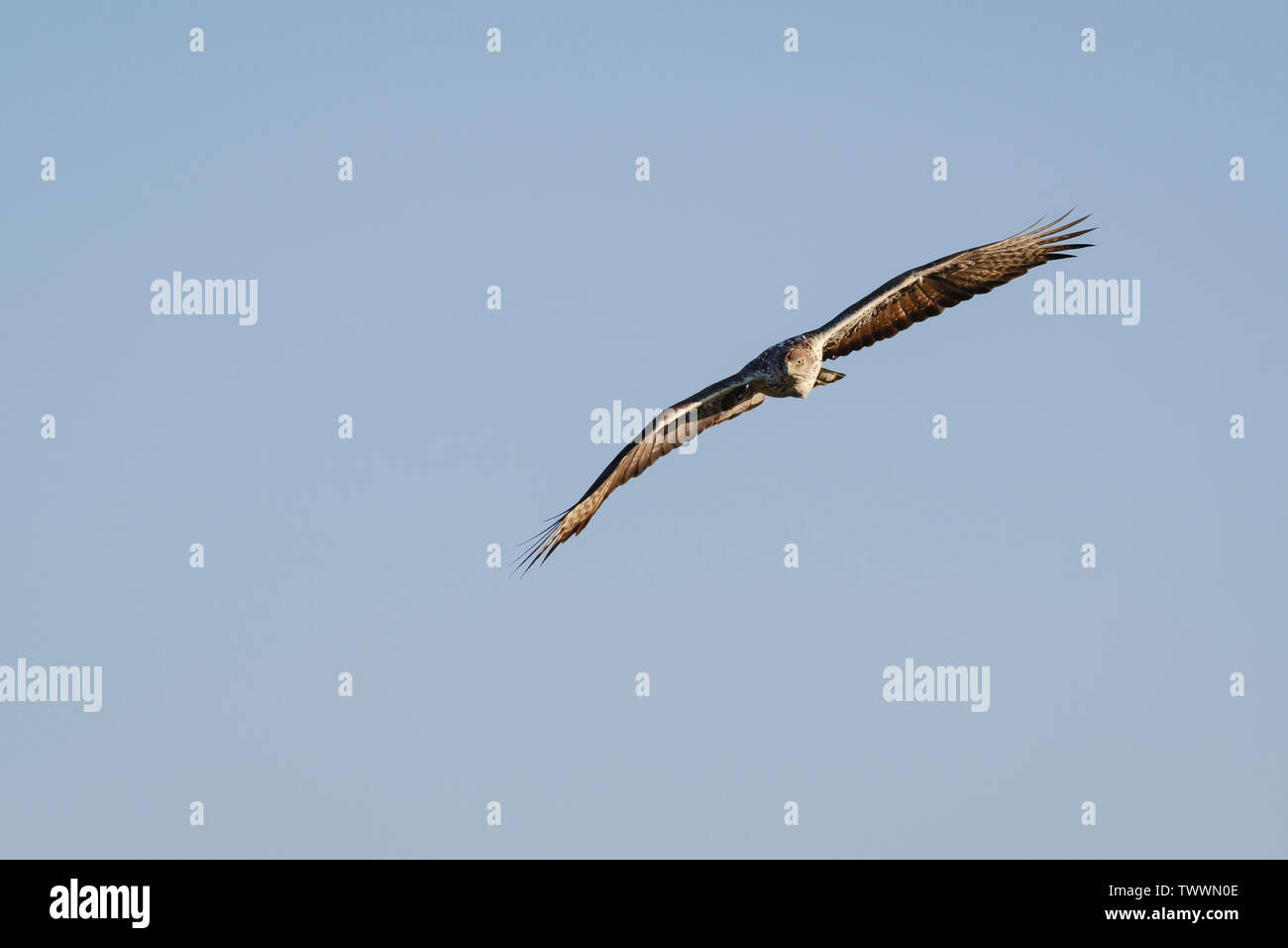 Aigle de Bonelli (Aquila fasciata) mâle adulte en vol. L'Estrémadure. L'Espagne. Banque D'Images