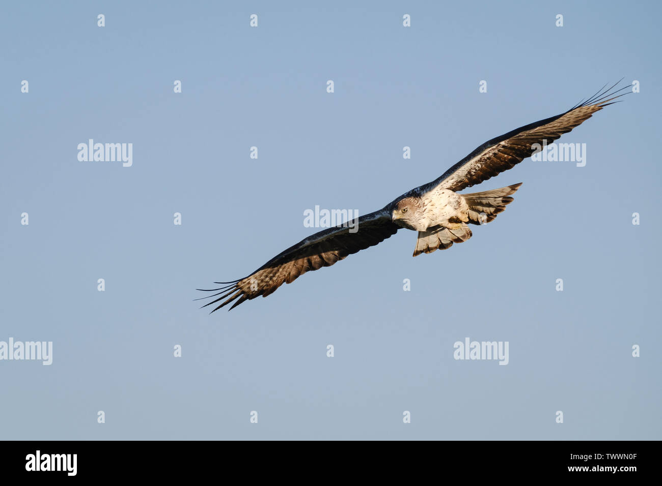 Aigle de Bonelli (Aquila fasciata) mâle adulte en vol. L'Estrémadure. L'Espagne. Banque D'Images