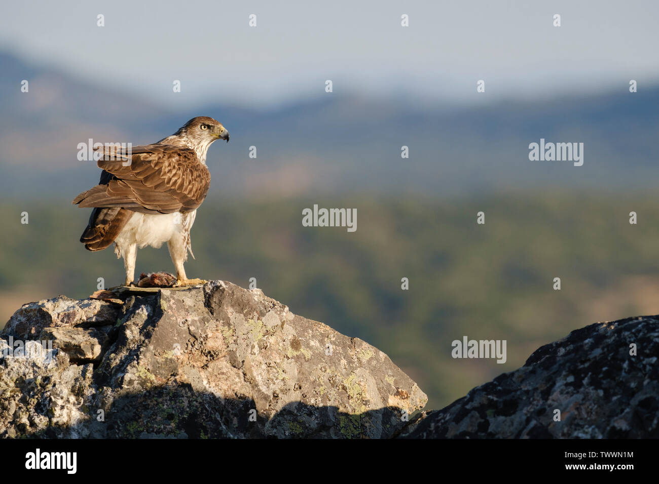 Aigle de Bonelli (Aquila fasciata) mâle adulte se nourrit de rock. L'Estrémadure. L'Espagne. Banque D'Images