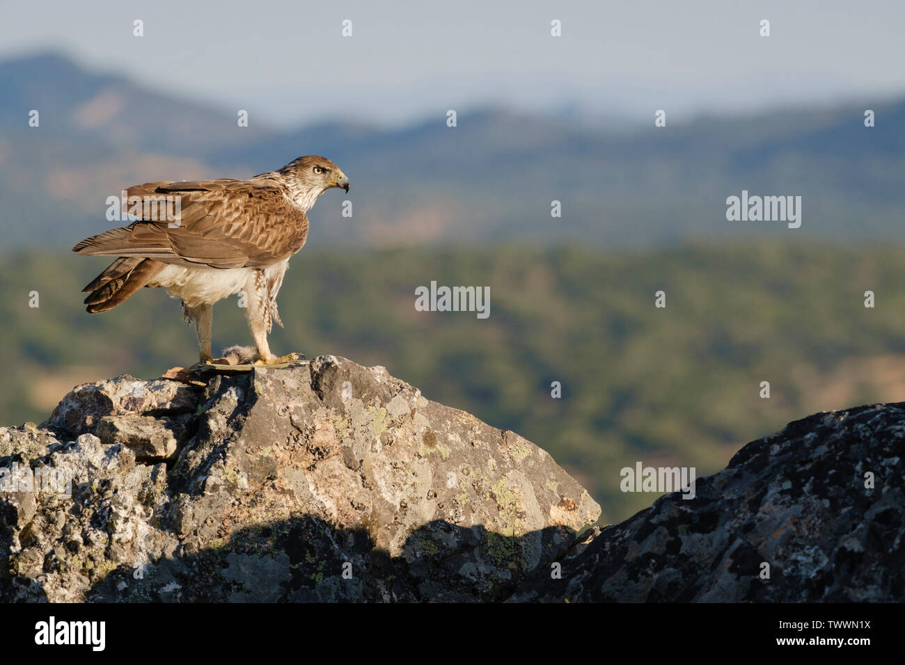 Aigle de Bonelli (Aquila fasciata) mâle adulte se nourrit de rock. L'Estrémadure. L'Espagne. Banque D'Images
