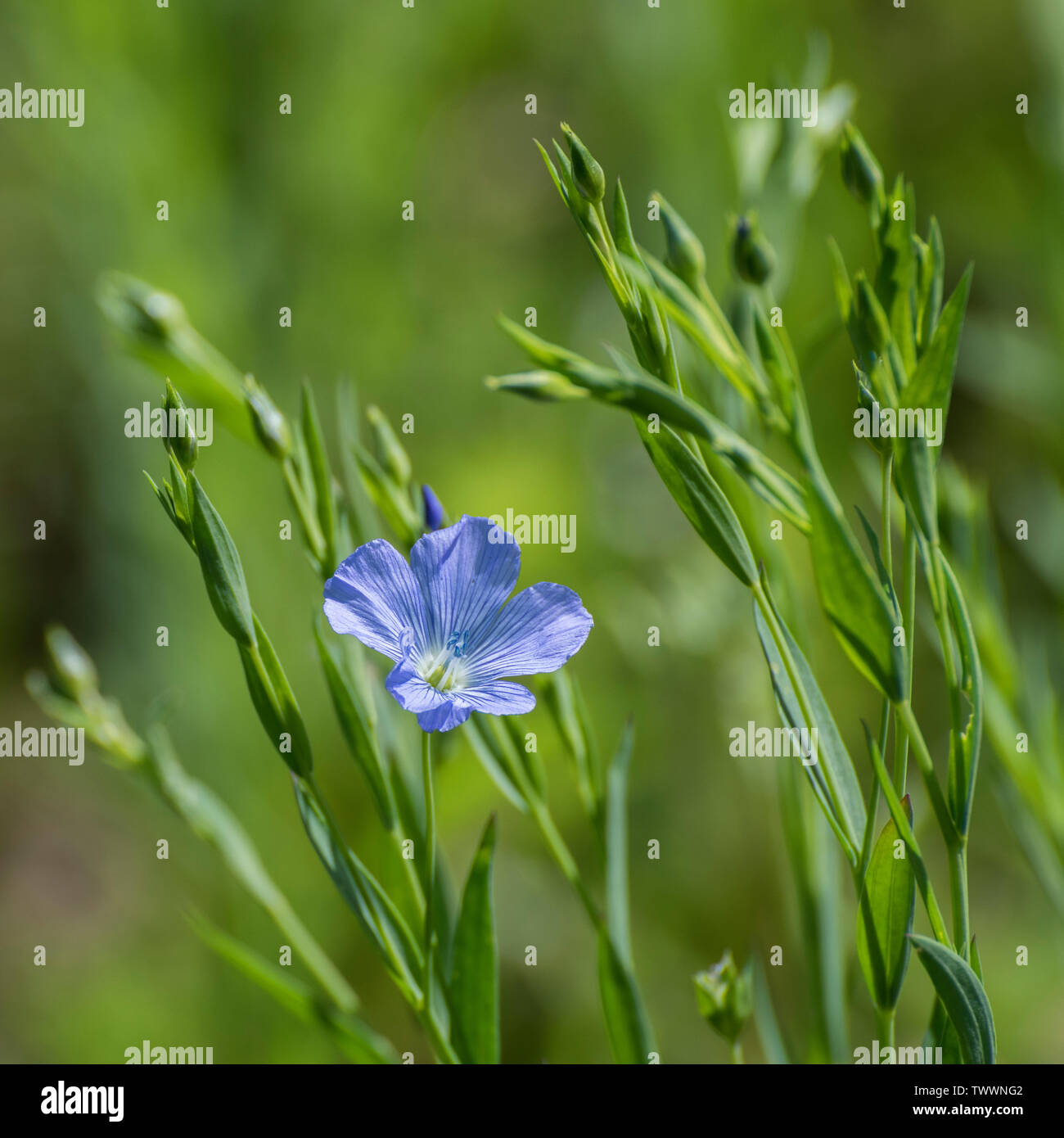 Fleur bleu isolé de lin commun / Linum usitatissimum cultivés comme  fourrage pour le bétail dans un champ de cultures arables. Source de  l'huile de lin, linge de lin Photo Stock -