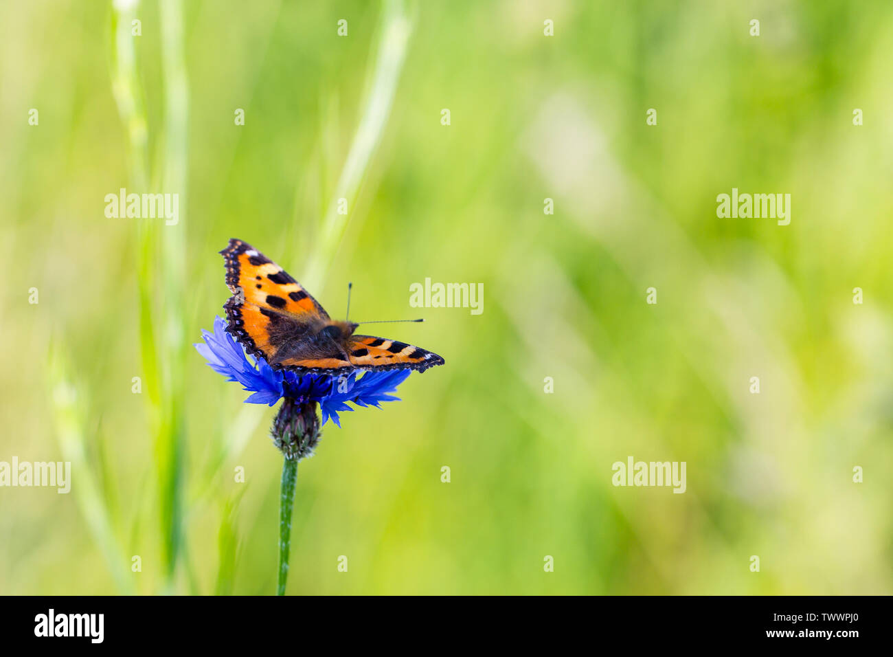 Une belle écaille de papillon sur une fleur de lys au début de l'été Banque D'Images