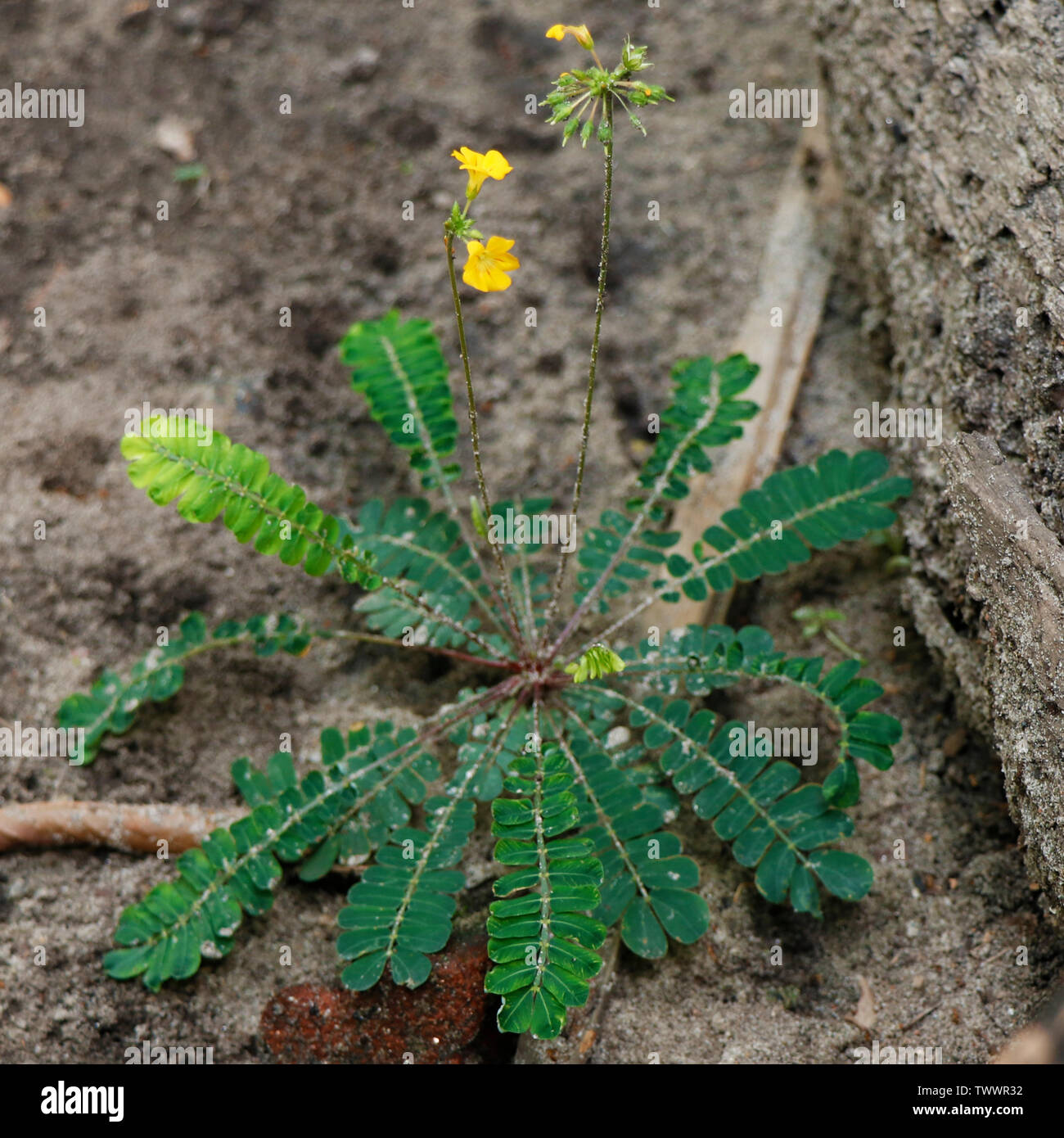 Biophytum sensitivum, également connu sous le petit arbre plante, est une espèce de plante de la famille Oxalidaceae et appartient au genre Biophytum. Banque D'Images