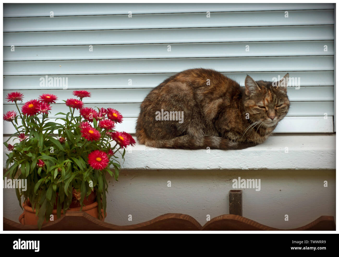 Brun chat dormir sur la fenêtre de l'extérieur. Un chat sur le bavolet près d'un pot de fleurs Banque D'Images
