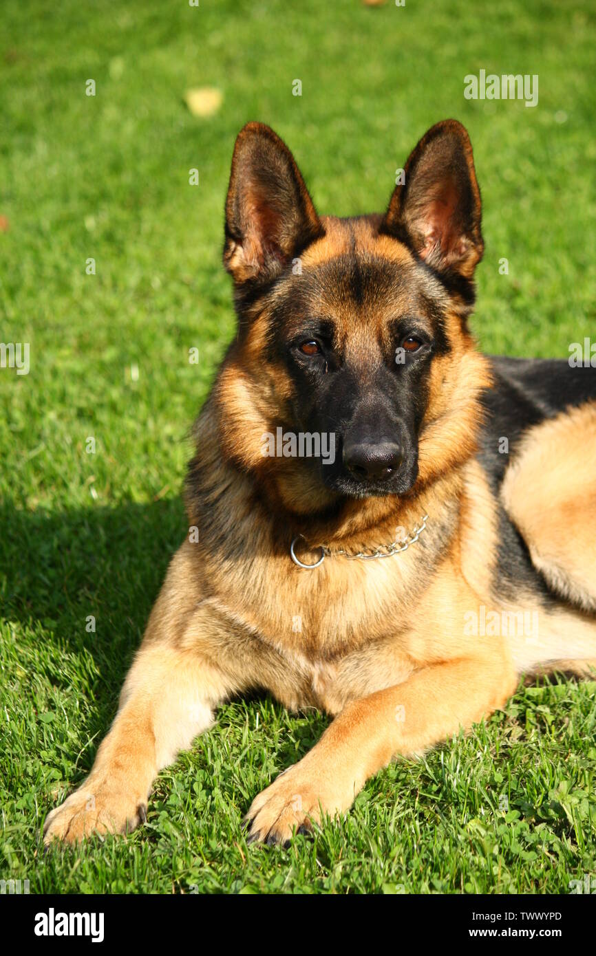 Portrait de berger allemand sur l'herbe verte, journée ensoleillée Banque D'Images