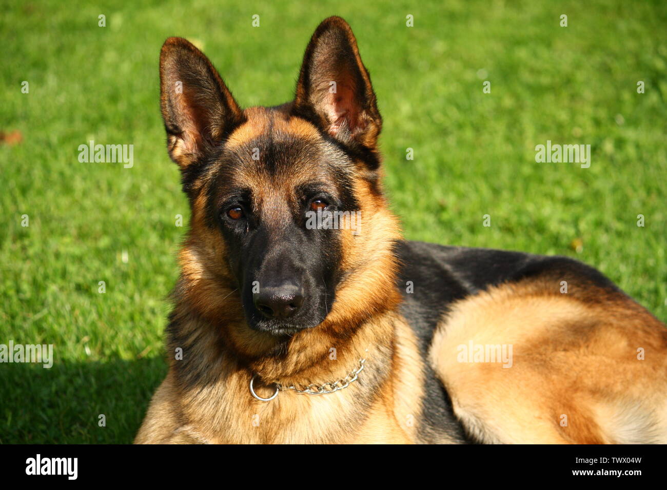 Portrait de berger allemand on Green grass Banque D'Images