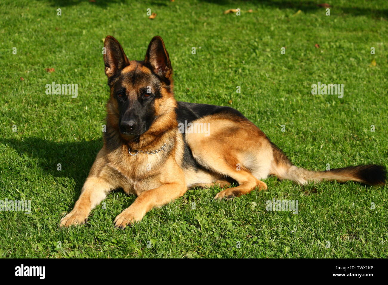 Portrait de berger allemand on Green grass Banque D'Images