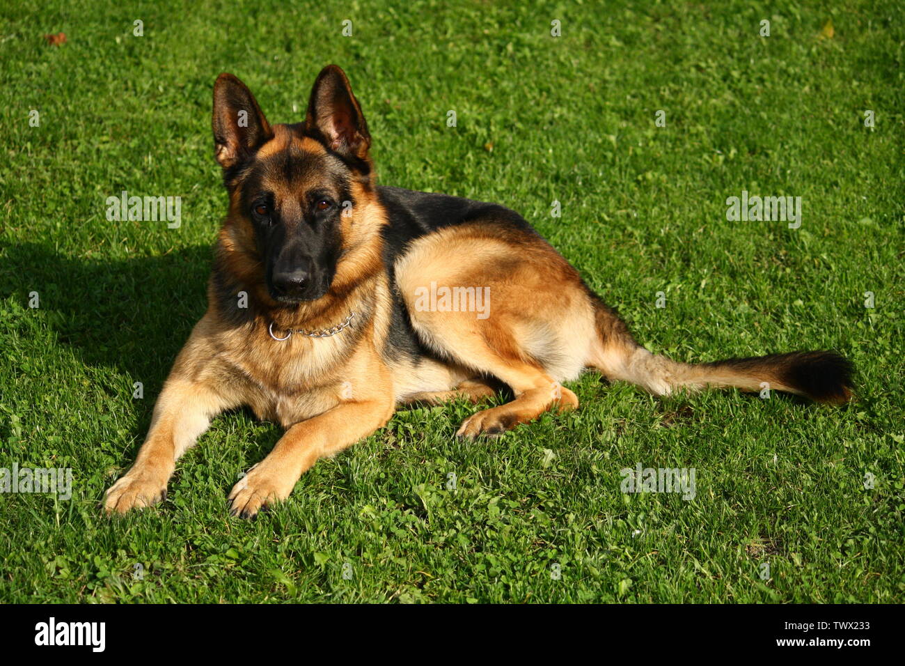 Portrait de berger allemand on Green grass Banque D'Images