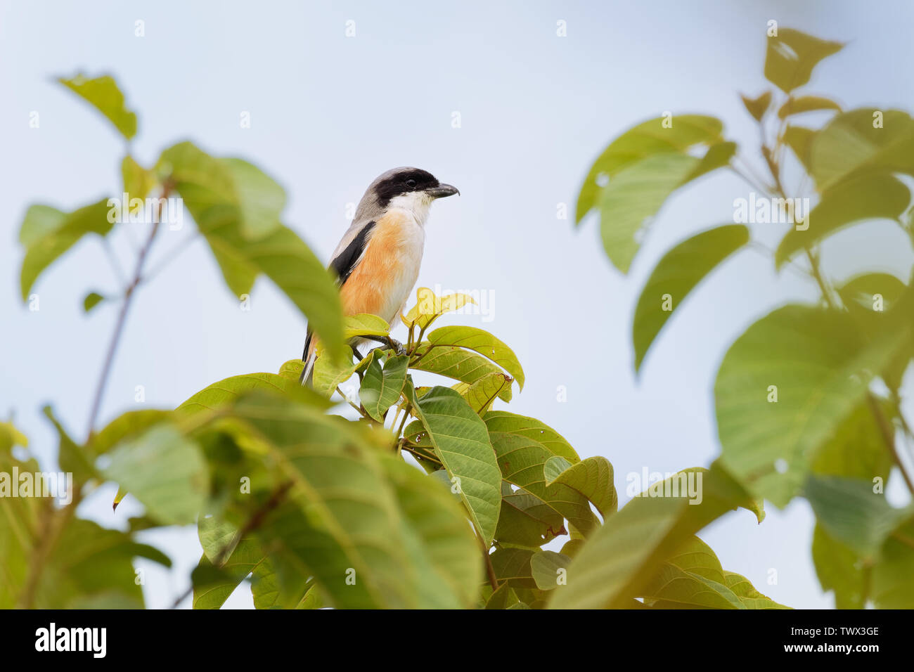 La pie-grièche à longue queue ou bruant-grièche écorcheur - Lanius schach est membre de la famille d'oiseaux Laniidae, les pies-grièches. Ils sont trouvés largement distribué Banque D'Images