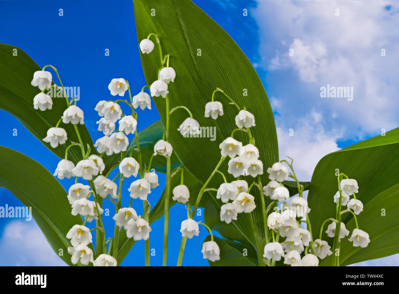 La floraison du muguet détail. Convallaria majalis. Romantique blanc fleurs de printemps. Cloches peut toxique avec des feuilles vertes sur fond de ciel bleu. Banque D'Images
