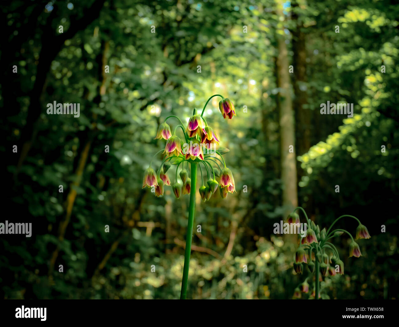 Miel de fleurs d'ail Siculum en premier plan dans la grande forêt. Banque D'Images