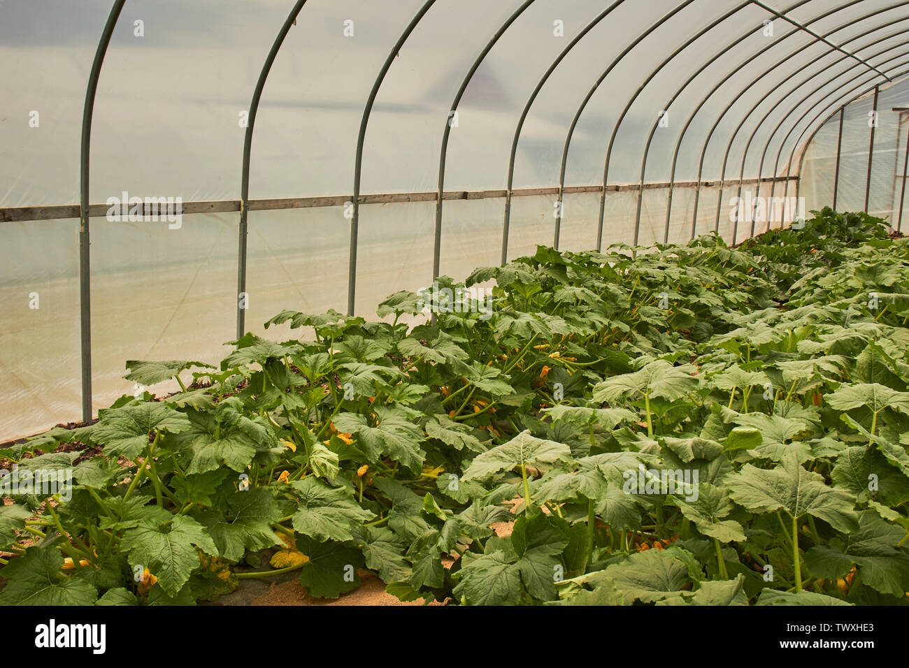 Une serre de plantes de courgettes à l'Institut Rodale à Kutztown, Pennsylvanie, USA Banque D'Images