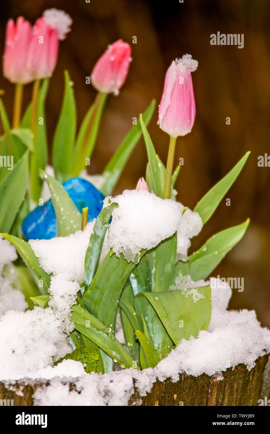 Issaquah, Washington, USA. Fourreau recouvert de neige de tulipes du semoir avec un champignon en céramique sculpture. Banque D'Images