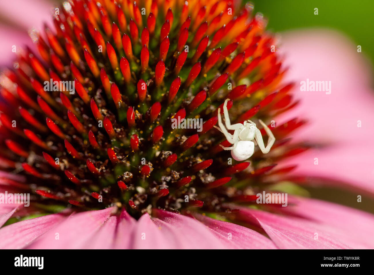 Issaquah, Washington, USA. Échinacée (Echinacea purpurea) Magnus avec une araignée crabe blanc ou blanc Fleur araignée (Thomisus spectabilis). Ce Banque D'Images