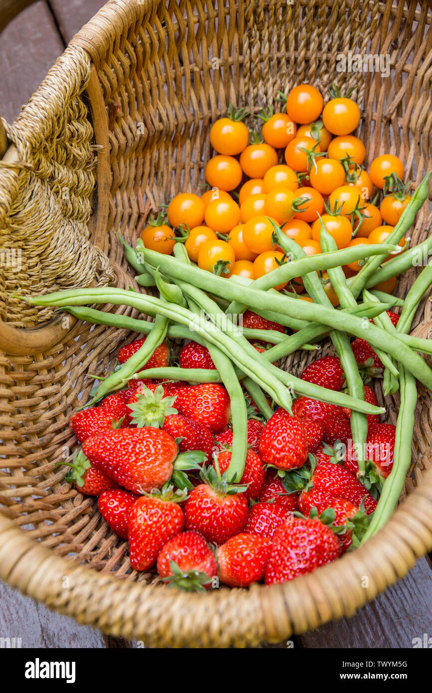 Panier de fraises fraîchement cueillies, ererbearing Monto Cristo pole haricots verts et tomates cerise Sungold reposant sur une terrasse en bois Banque D'Images