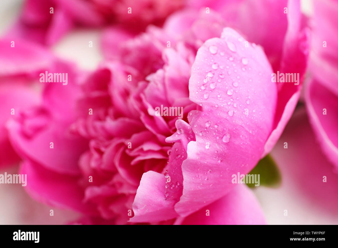 Belle fleur de pivoine avec des gouttes d'eau, gros plan Banque D'Images