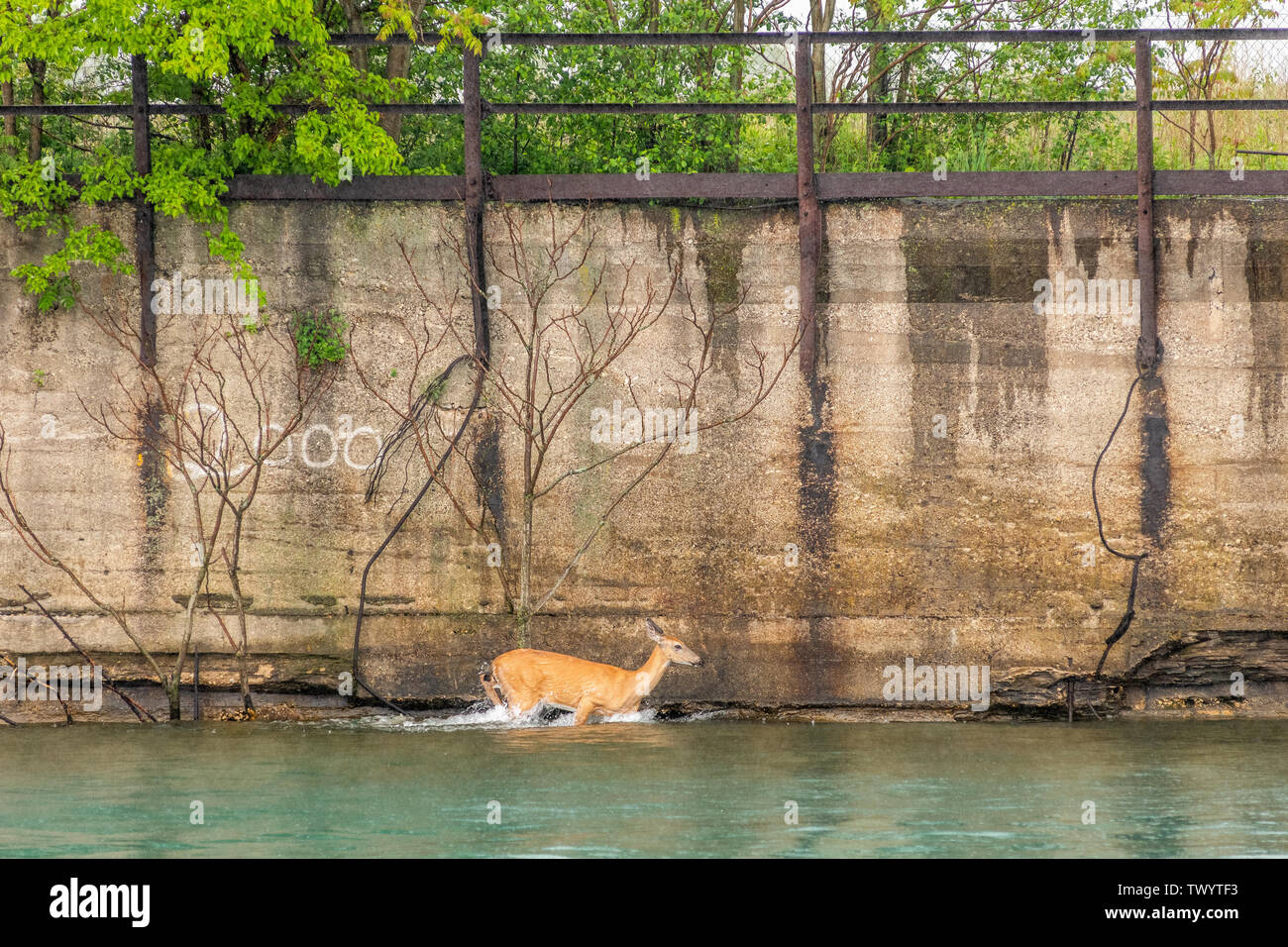 Chevreuil dans l'eau sur le port Indana Banque D'Images