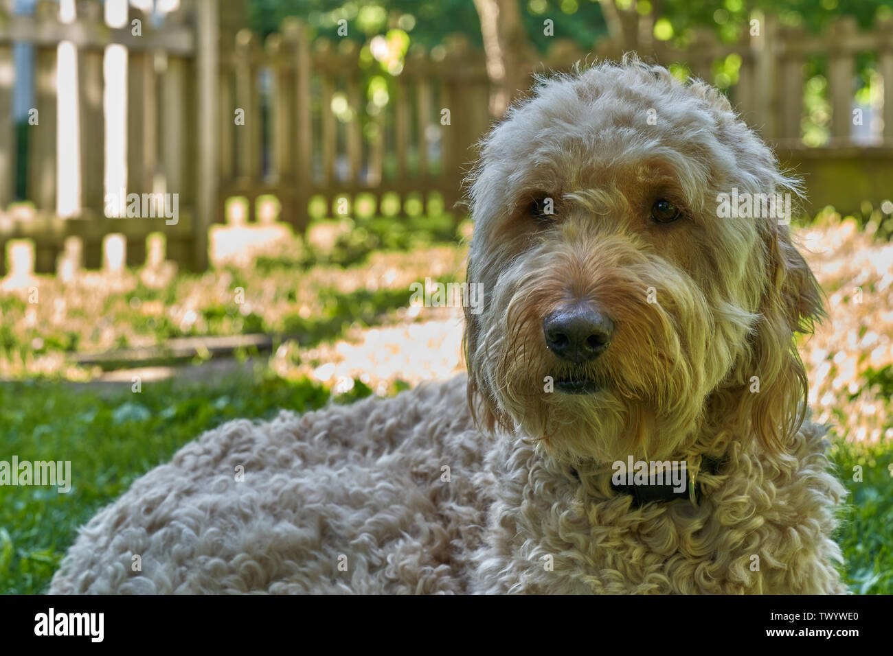 Magnifique portrait de chien Goldendoodle Banque D'Images