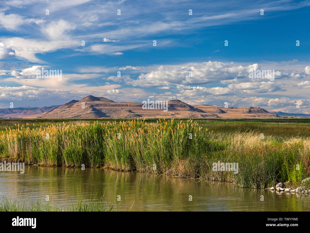 C'est une vue d'une splendide journée d'été au Refuge d'oiseaux migrateurs de la rivière de l'ours près de Brigham City, Utah, USA. Banque D'Images