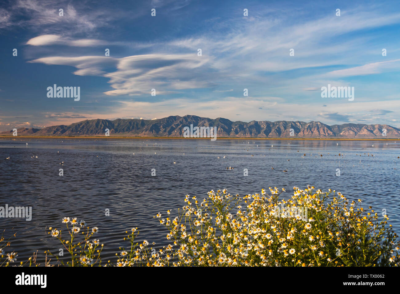 C'est une vue de la montagnes Wellsville dans la distance et les eaux de l'unité 2 de Bear River Refuge d'oiseaux migrateurs près de Brigham City, Utah, USA. Banque D'Images