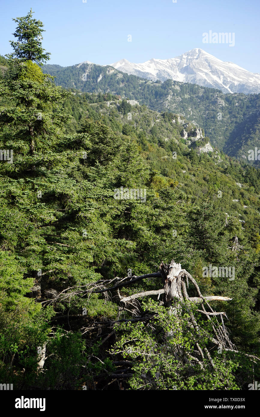 Arbre généalogique brocken sec et forêt en montagne en Grèce Banque D'Images