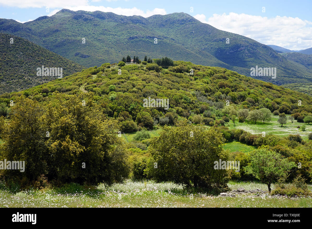 Frowers sauvage et de montagne en Grèce Banque D'Images