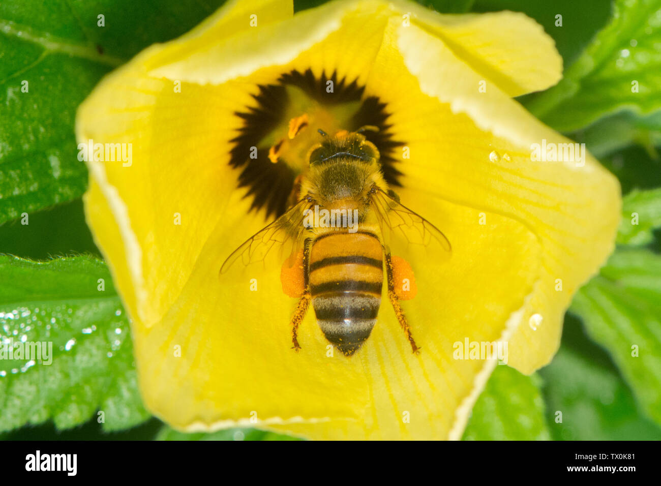 Africanised abeille (Apis mellifera scutellata) Turnera subulata sur une fleur en Panama. Banque D'Images