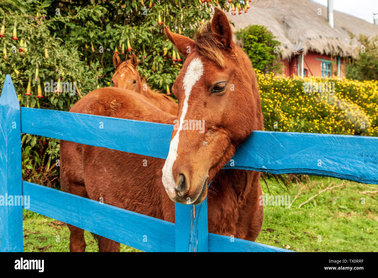 Horse Banque D'Images