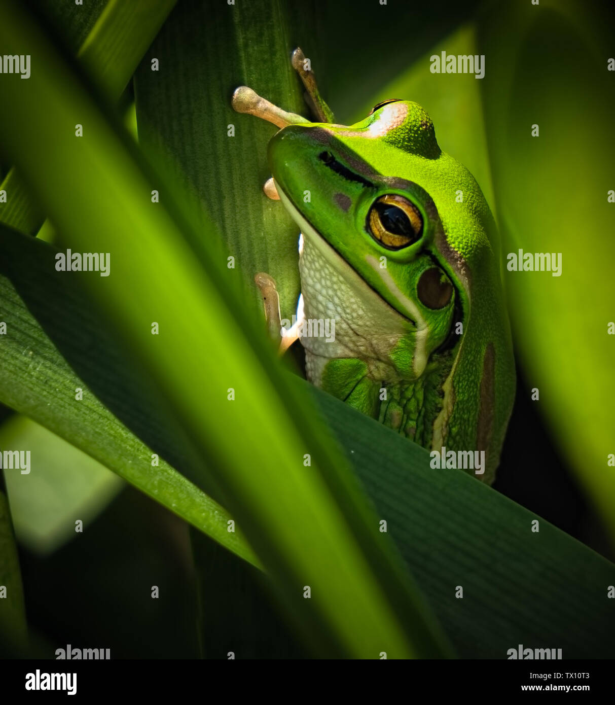 Un gros plan d'un livre vert et Golden Bell à l'intérieur d'une usine de grenouille verte. Banque D'Images