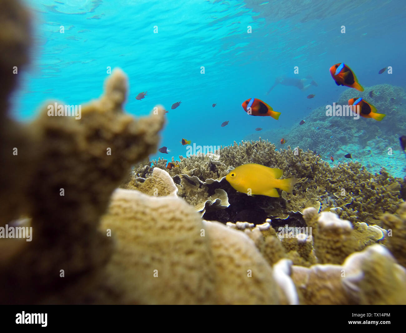 Poissons clowns et coraux sains avec snorkeler en arrière-plan, Lonnoc Bay, Espiritu Santo, Vanuatu. Pas de monsieur Banque D'Images