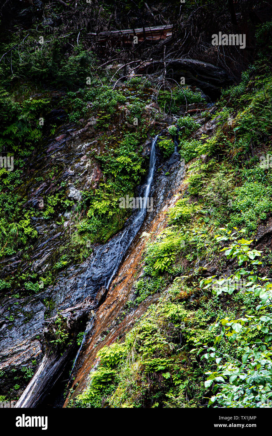 L'eau s'écoule vers le bas des rochers dans la belle forêt luxuriante Banque D'Images