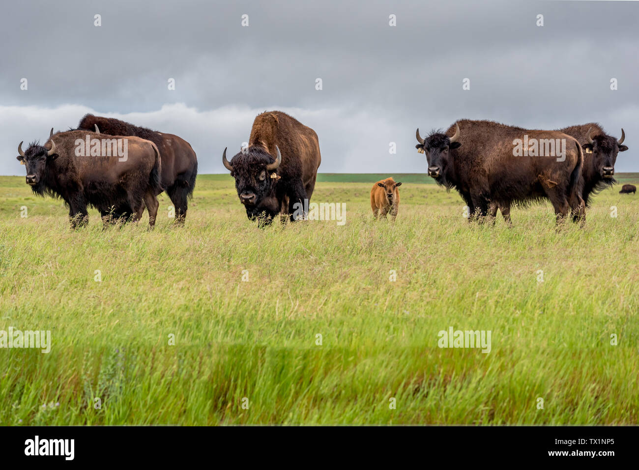 Un troupeau de bisons des plaines buffalo avec un bébé veau paissant dans un pâturage en Saskatchewan, Canada Banque D'Images