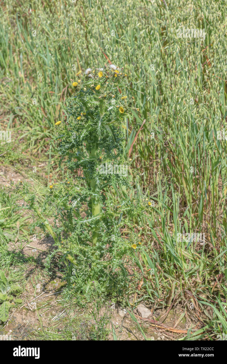 Fleurs jaunes, des boutons de fleurs et les fleurs mortes de figues de laiteron potager / Sonchus asper croissant dans le point d'un champ arable. Banque D'Images