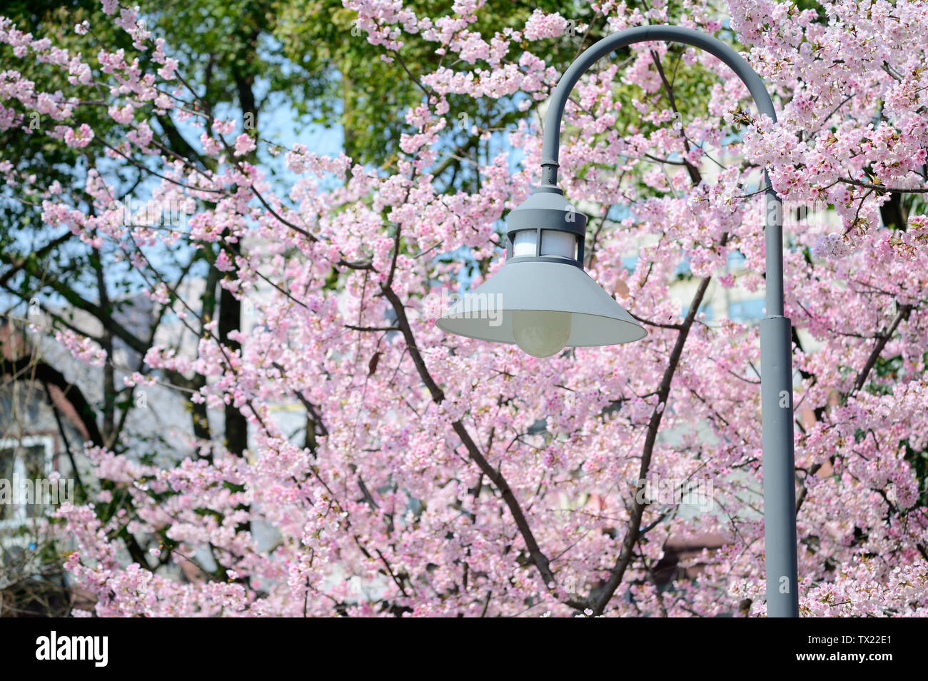 Cherry Blossom - Hejin Sakura Banque D'Images