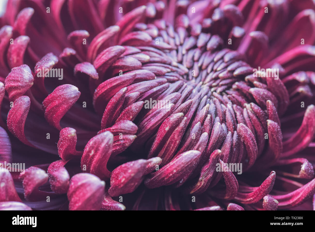 Chrysanthème Banque D'Images