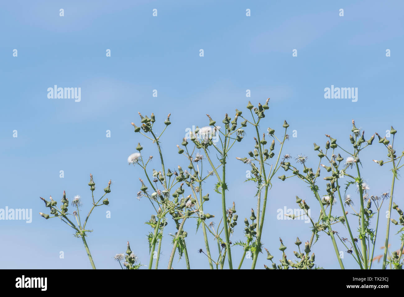 Mourir les capitules de figues de laiteron potager / Sonchus asper de plus en haie, et contre le bleu ciel d'été. Banque D'Images