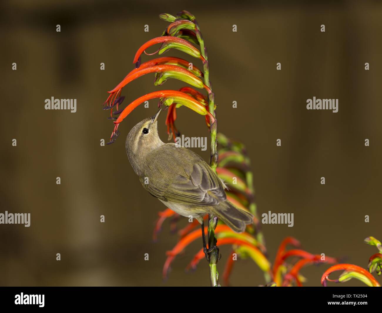 Chiffballe commune, Phylloscopus collybita Banque D'Images