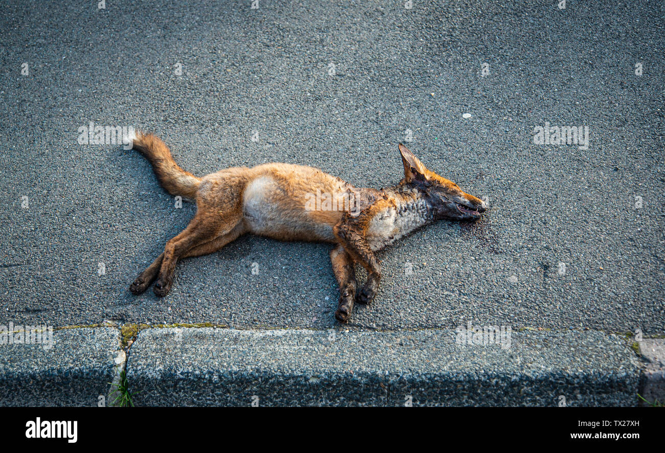 Fox morte mutilée par un autre Fox Banque D'Images