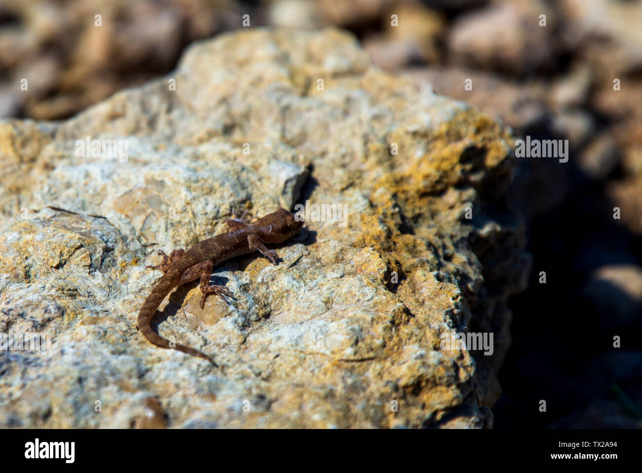 Les doigts même Alcophyllex genre Gecko gecko grinçante ou dans la nature sauvage. Banque D'Images