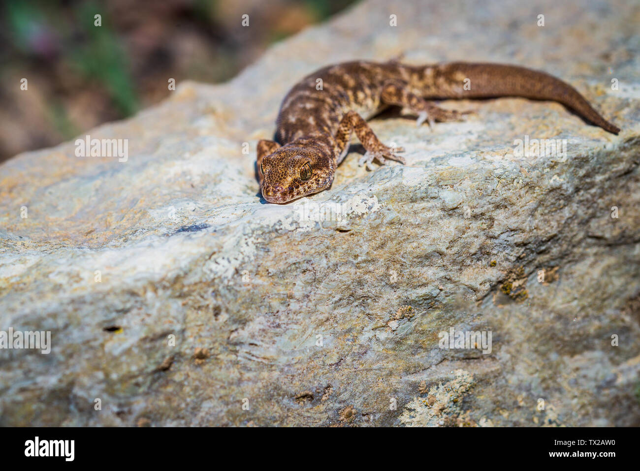 Les doigts même Alcophyllex genre Gecko gecko grinçante ou dans la nature sauvage. Banque D'Images