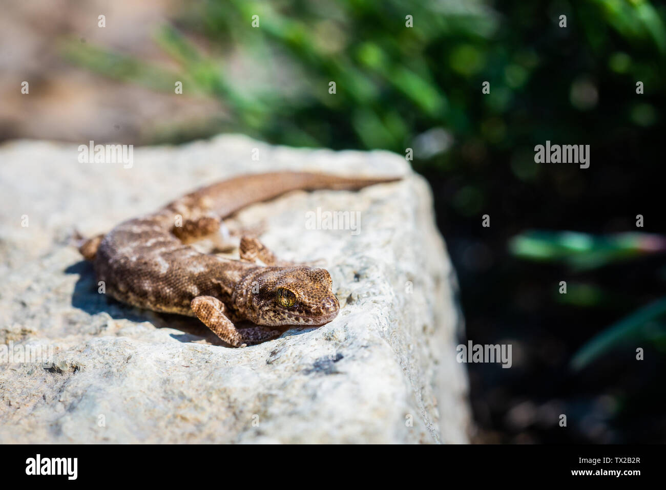 Les doigts même Alcophyllex genre Gecko gecko grinçante ou dans la nature sauvage. Banque D'Images