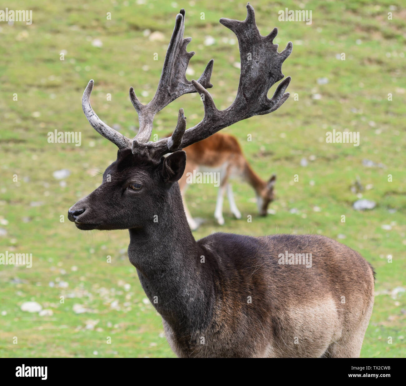 Seul stag deer standing in field Banque D'Images