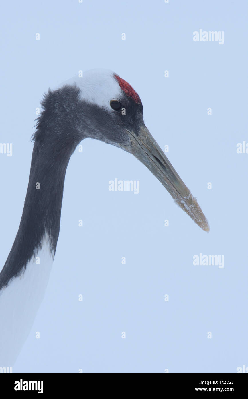 Grue à couronne rouge (Grus japonensis) tête contre un arrière-plan de neige sur l'île d'Hokkaido, Japon Banque D'Images