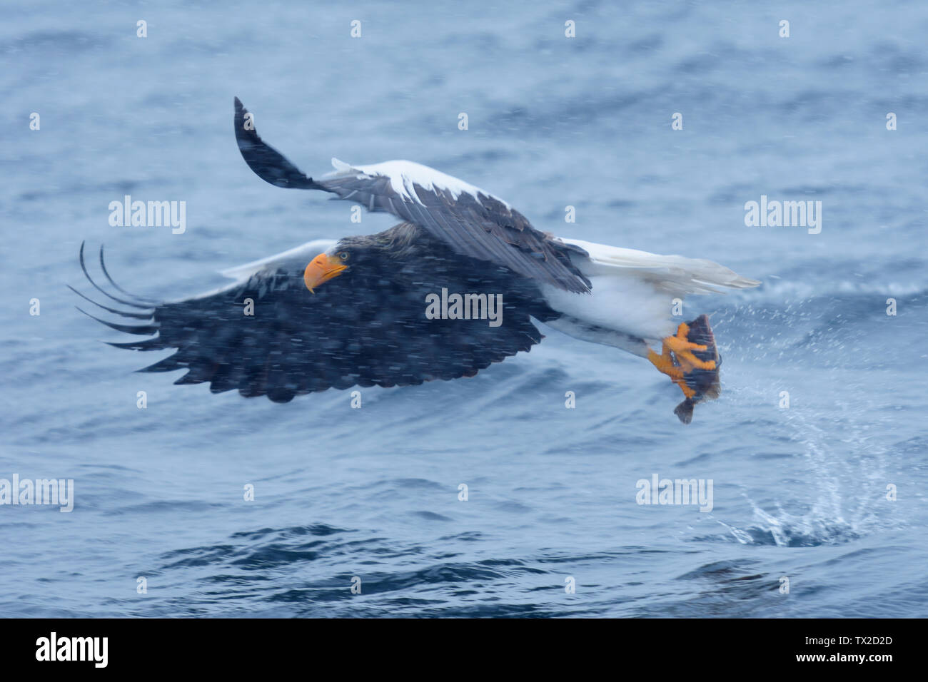 L'aigle de mer de Steller (Haliaeetus pelagicus) Adut la capture d'un poisson dans une tempête de neige à Rausu, l'île d'Hokkaido, Japon Banque D'Images