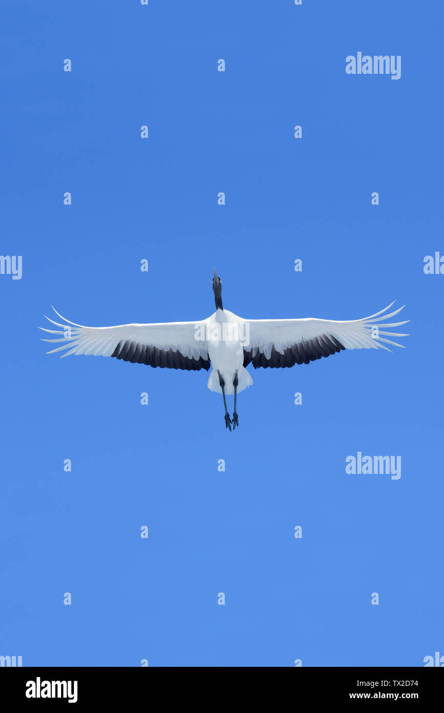 Grue à couronne rouge (Grus japonensis) volant au-dessus contre un ciel bleu sur l'île d'Hokkaido, Japon Banque D'Images