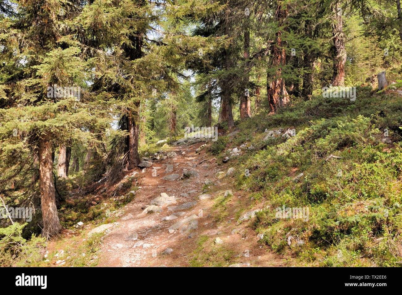 Sentier traversant une forêt de mélèzes dans les Alpes européennes Banque D'Images